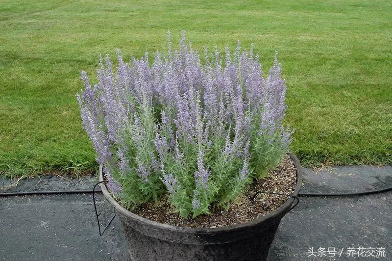 多年生花卉植物有哪些「50种露地宿根花卉」