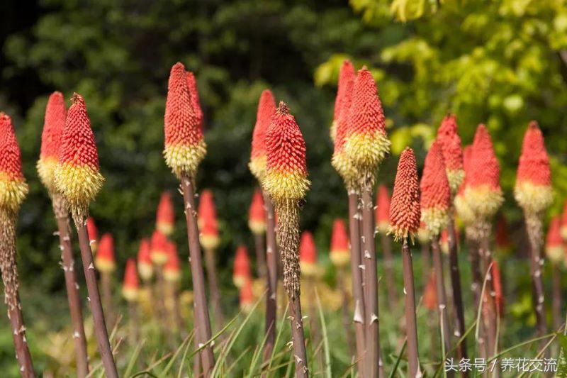 多年生花卉植物有哪些「50种露地宿根花卉」