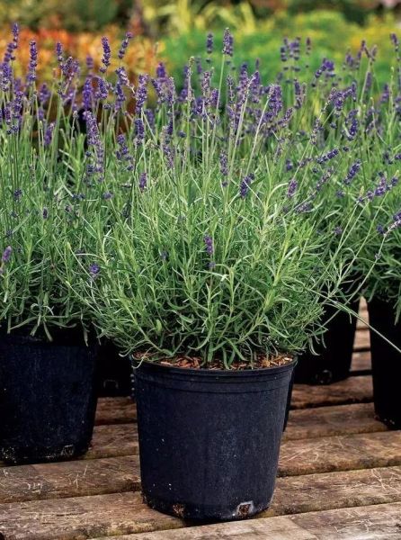 多年生草本植物有哪些品种「多年生草本植物有哪些品种图片」
