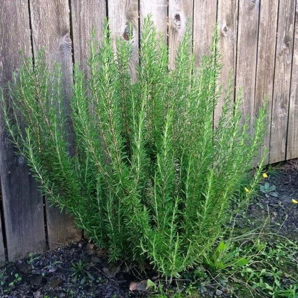 多年生草本植物有哪些品种「多年生草本植物有哪些品种图片」