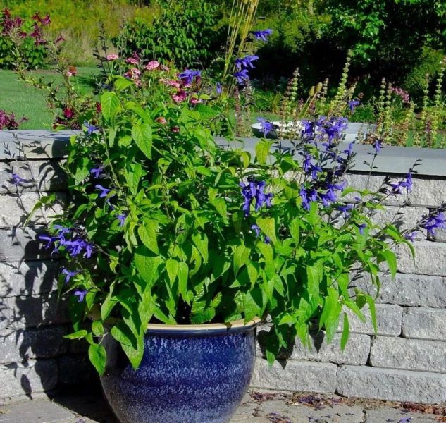 多年生草本植物有哪些品种「多年生草本植物有哪些品种图片」