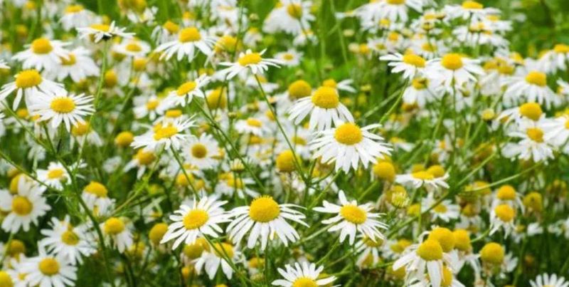 多年生草本植物有哪些品种「多年生草本植物有哪些品种图片」
