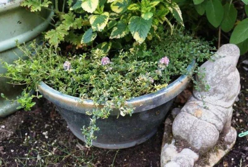 多年生草本植物有哪些品种「多年生草本植物有哪些品种图片」