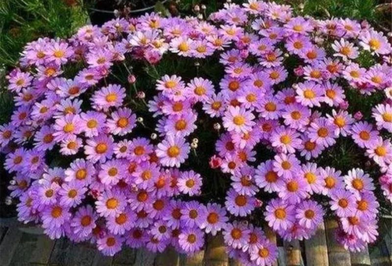 多年生草本花卉有哪些「北方多年生草本花卉有哪些」