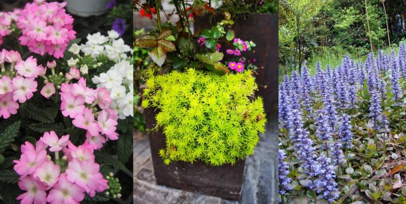 多年生草本花卉有哪些好养「多年生草本花卉有哪些好养的」