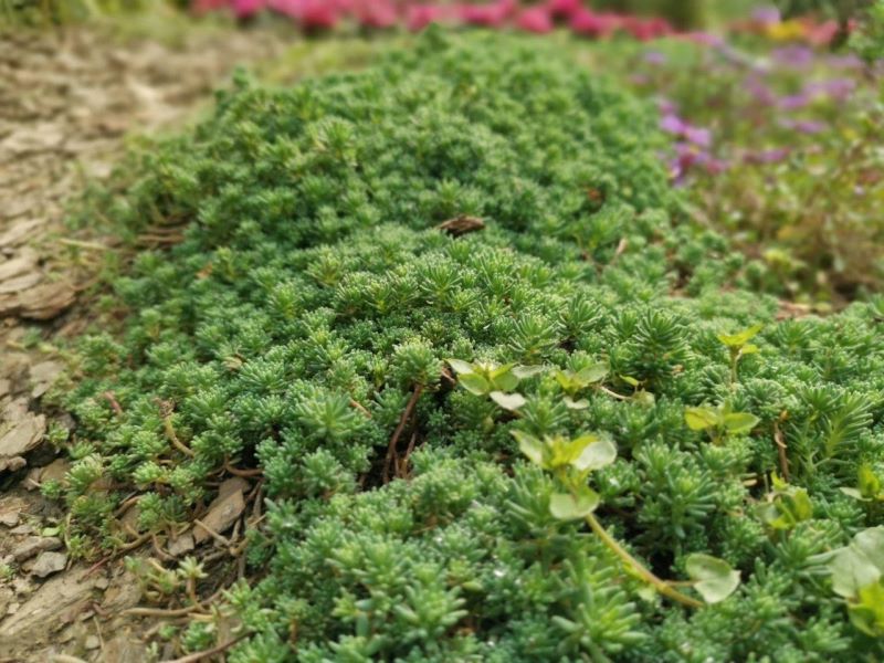 多年生草本花卉有哪些好养「多年生草本花卉有哪些好养的」