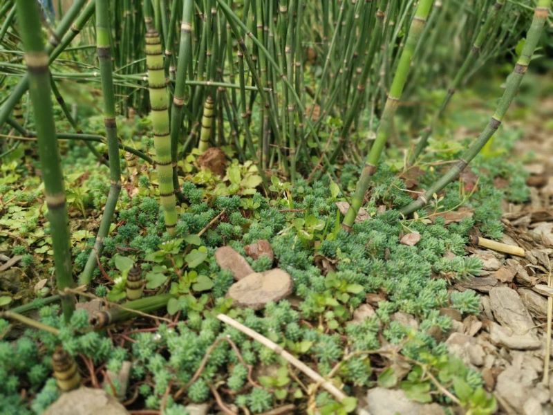 多年生草本花卉有哪些好养「多年生草本花卉有哪些好养的」