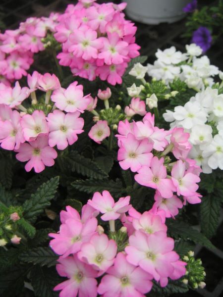 多年生草本花卉有哪些好养「多年生草本花卉有哪些好养的」