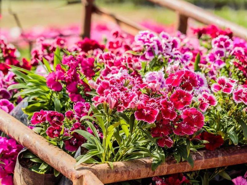 多年生草本花卉有哪些好养「多年生草本花卉有哪些好养的」