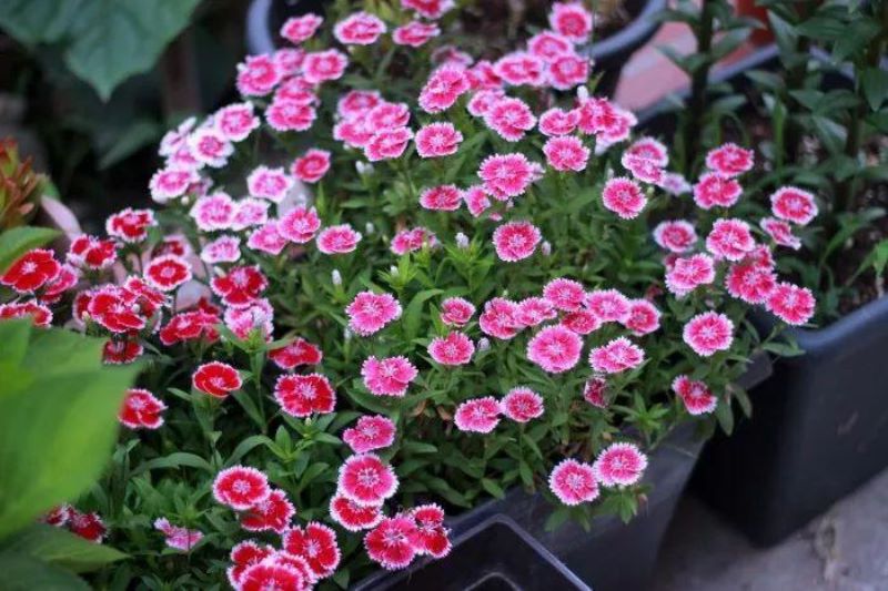 多年生草本花卉有哪些好养「多年生草本花卉有哪些好养的」