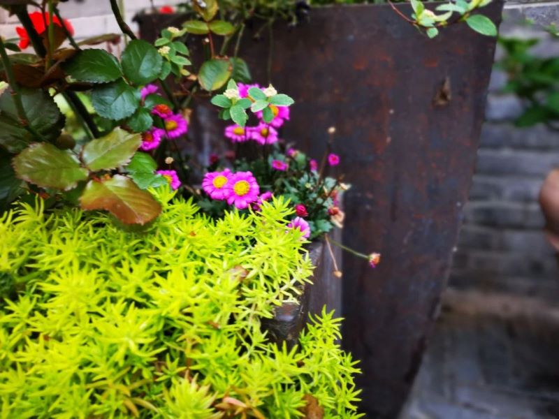 多年生草本花卉有哪些好养「多年生草本花卉有哪些好养的」