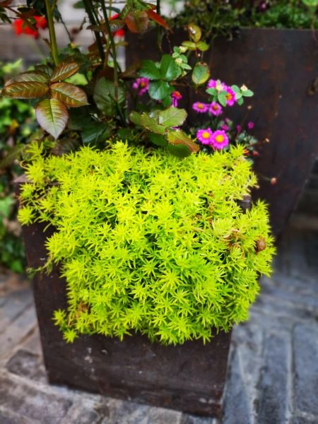 多年生草本花卉有哪些好养「多年生草本花卉有哪些好养的」