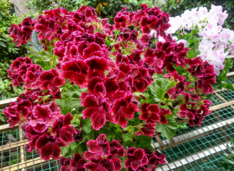 多年生草花品种有哪些「多年生矮花卉品种大全」