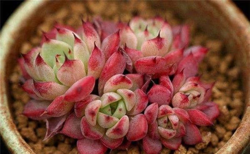 多肉怎么养才会变色「如何让多肉植物迅速上色」