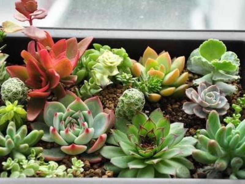 多肉植物多长时间浇一次水「多肉植物多长时间浇一次水合适」