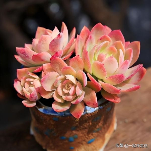 多肉植物怎么养才对「多肉植物怎么养才对身体好」