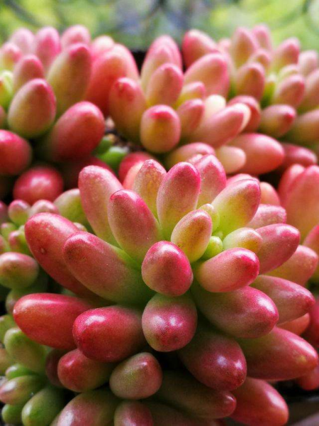 多肉植物怎么养的又肥又大「多肉植物怎么养的又肥又大又好养」
