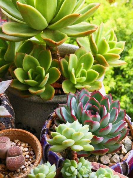 多肉植物怎么养的又肥又大「多肉植物怎么养的又肥又大又好养」