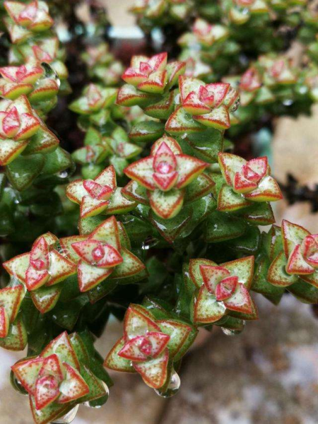 多肉植物怎么养的又肥又大「多肉植物怎么养的又肥又大又好养」