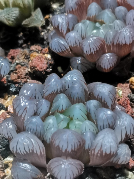 多肉植物怎么养的又肥又大「多肉植物怎么养的又肥又大又好养」