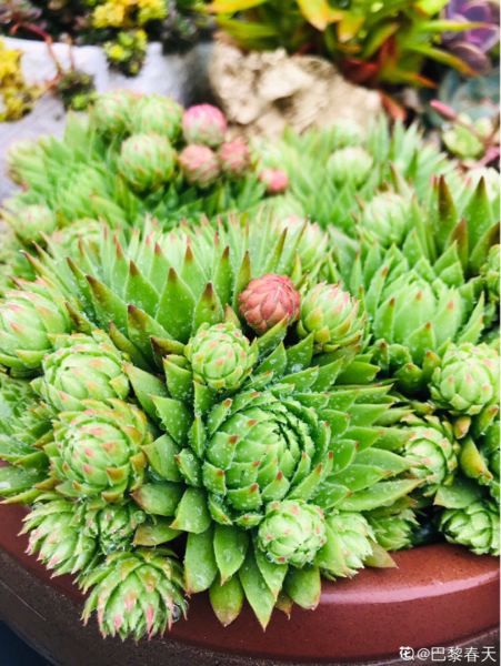 多肉植物怎么养的又肥又大「多肉植物怎么养的又肥又大又好养」