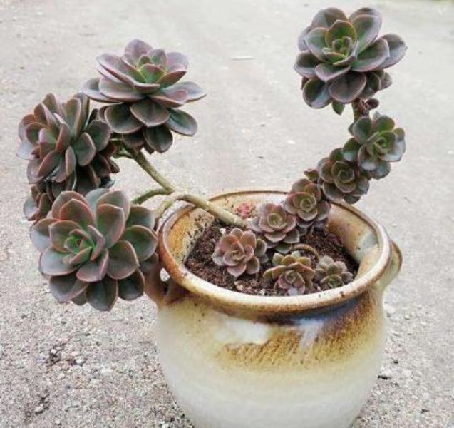 多肉植物怎么换盆换土「换盆后三大禁忌」_1