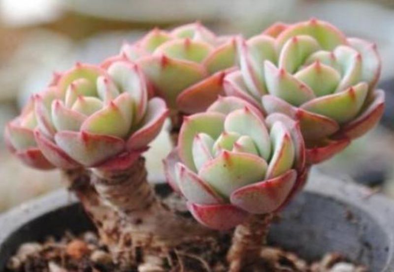 多肉植物怎么换盆换土「换盆后三大禁忌」_1