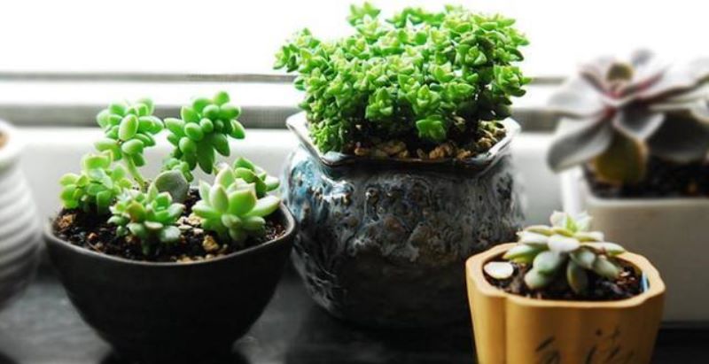 多肉植物怎么换盆换土「换盆后三大禁忌」