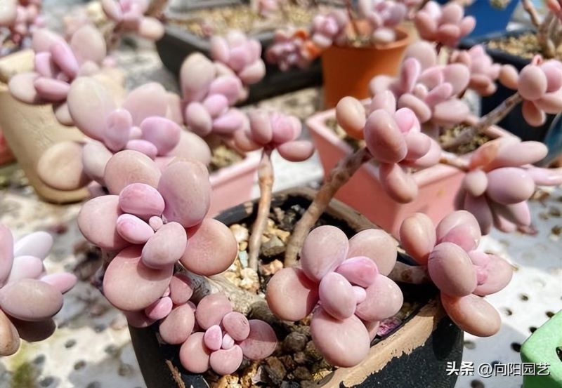 多肉浇水怎样算是浇透了「多肉能不能叶面喷水」