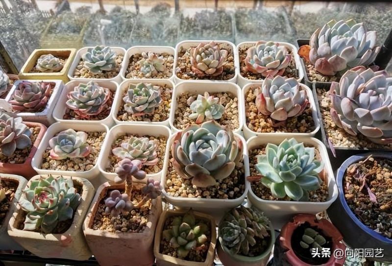 多肉浇水怎样算是浇透了「多肉能不能叶面喷水」