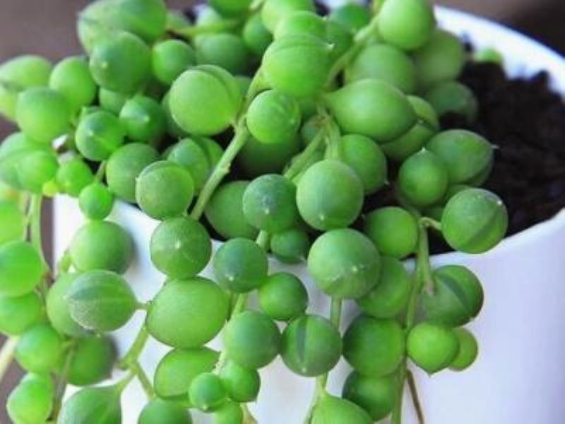 多肉珍珠吊兰怎么养「多肉珍珠吊兰怎么养护」