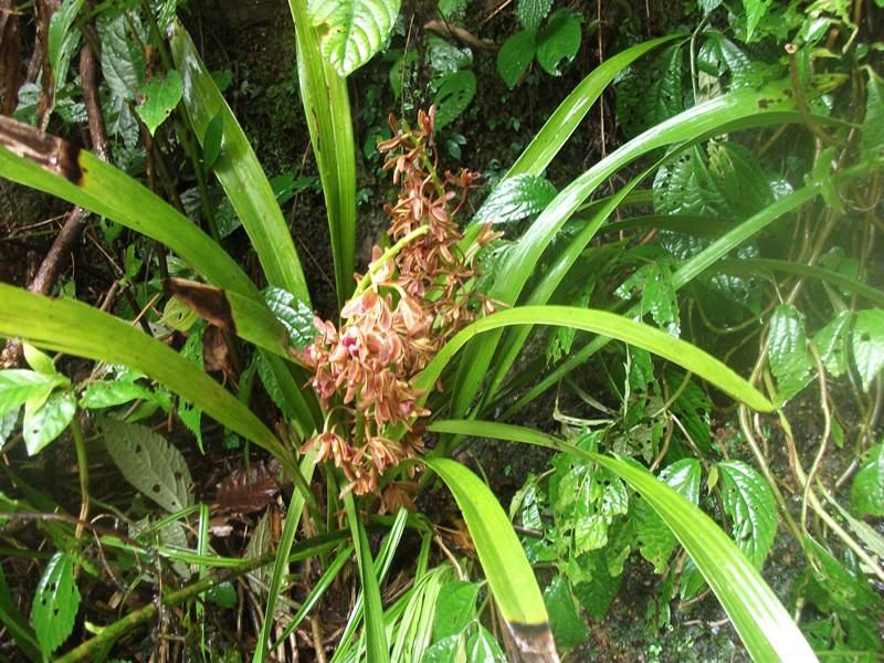 多花木兰的种植方法是什么「多花木兰的种植方法是什么呢」