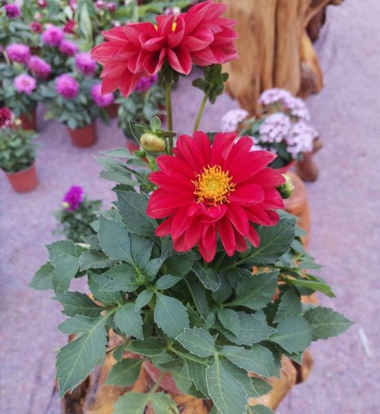 大丽花为什么不开花「大丽花为什么不开花,不发枝」