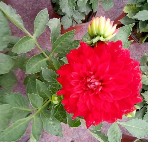 大丽花为什么不开花「大丽花为什么不开花,不发枝」