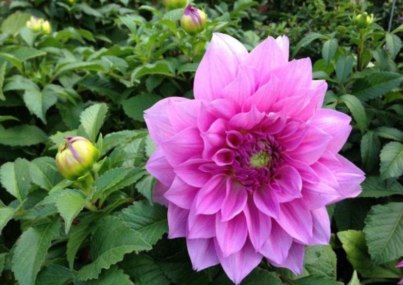 大丽花为什么不开花「大丽花为什么不开花,不发枝」