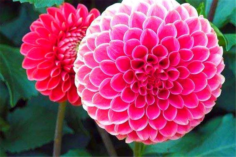大丽花冬天怎么过冬「大丽花北方地栽冬天会冻死吗」