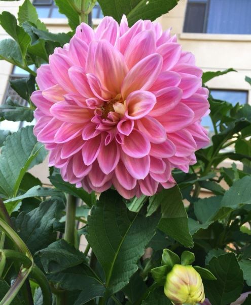 大丽花盆栽怎么养「大丽花盆栽怎么养殖视频」