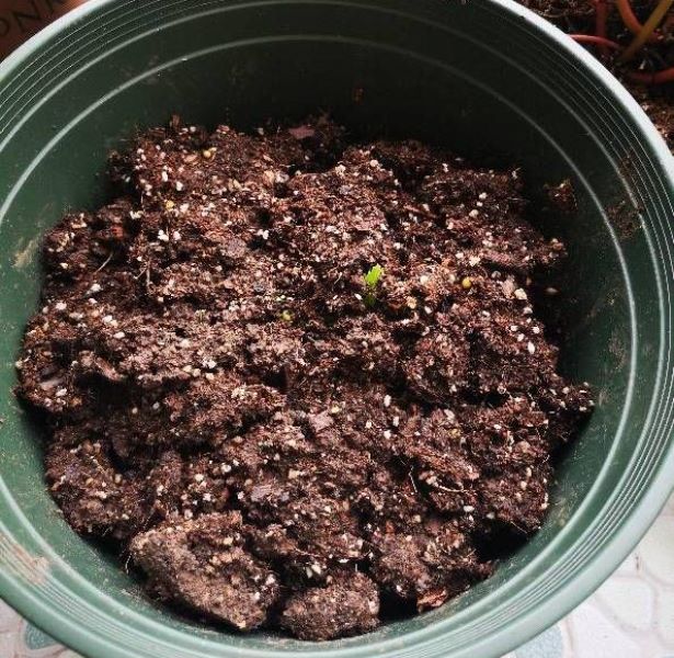 大丽花盆栽怎么养「大丽花盆栽怎么养殖视频」