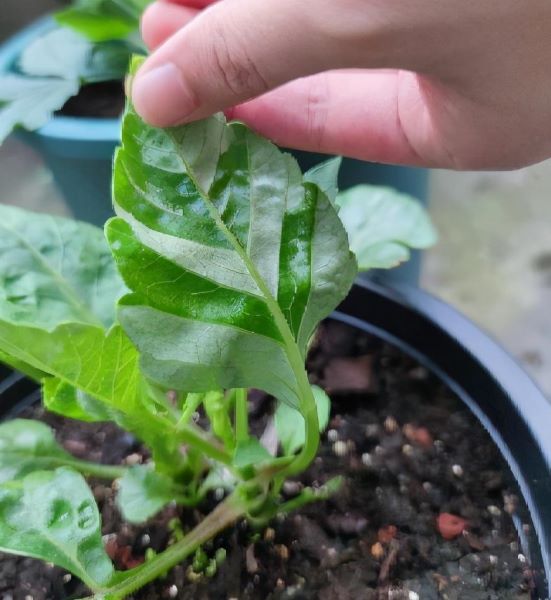 大丽花盆栽怎么养「大丽花盆栽怎么养殖视频」