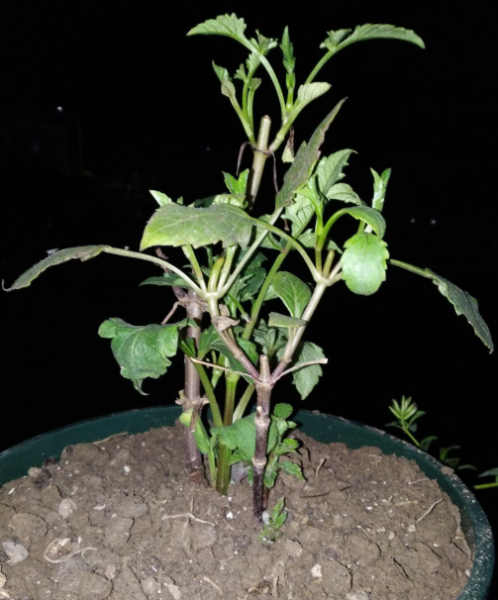 大丽花种植后多久发芽「大丽花种球一个月不发芽」