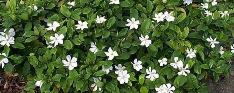 大叶栀子花怎么养「大叶栀子花怎么养家庭养法」