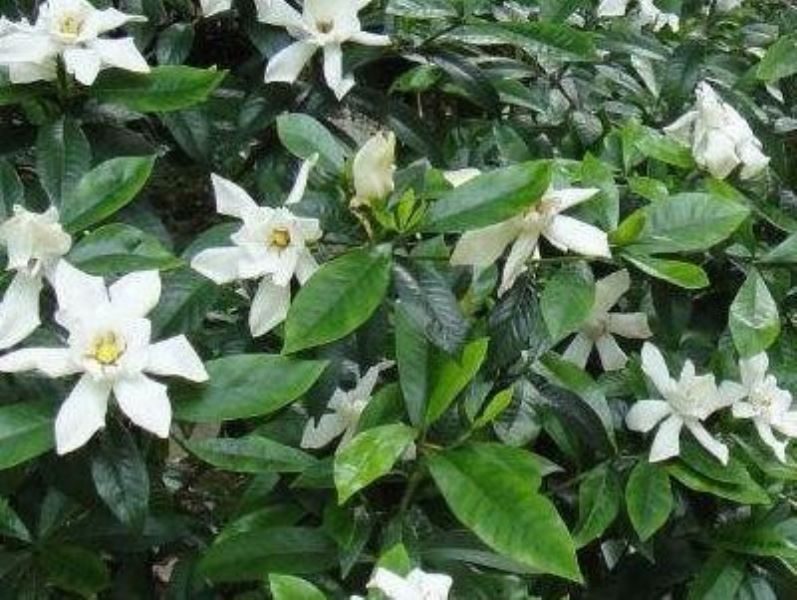 大叶栀子花怎么养「大叶栀子花怎么养家庭养法」