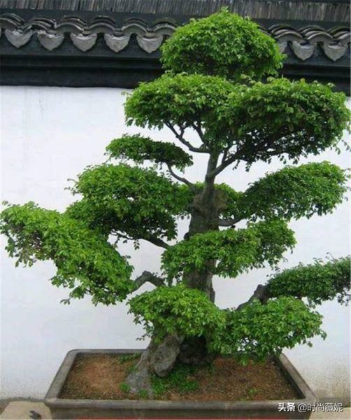大叶榆树盆景怎么养「大叶榆树盆景怎么养护」_1