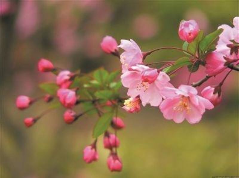 大叶海棠花怎么养开花「海棠花为什么不吉利」