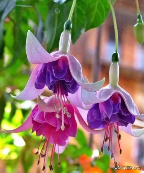 大叶灯笼花怎么养「大叶灯笼花怎么养殖」
