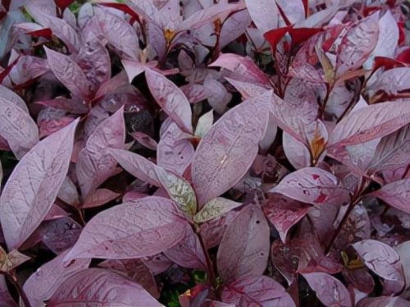 大叶红草是什么植物「大叶红草是什么植物图片」