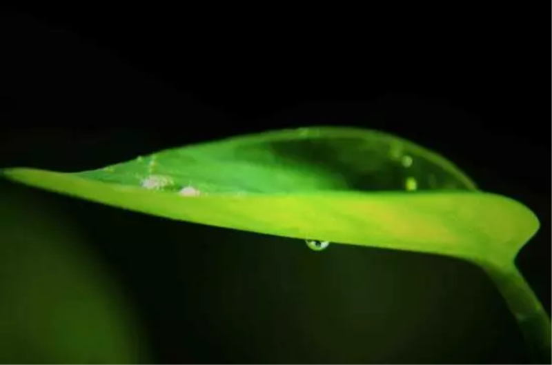大叶绿萝叶子发黄怎么补救「大叶绿萝叶子发黄怎么补救视频」
