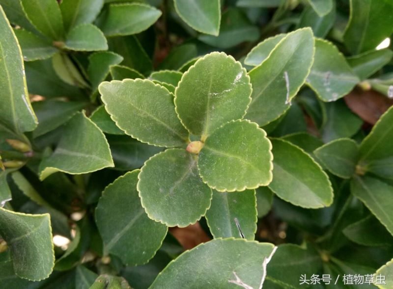 大叶黄杨是什么植物「大叶黄杨是什么植物类别」