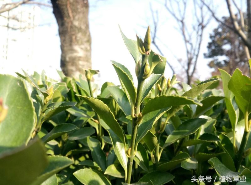 大叶黄杨是什么植物「大叶黄杨是什么植物类别」