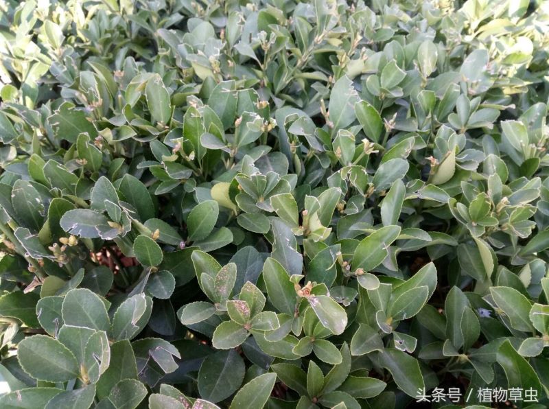 大叶黄杨是什么植物「大叶黄杨是什么植物类别」